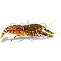 Tiger Pistol Shrimp
