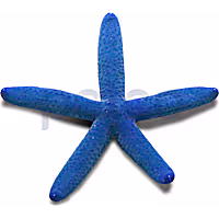 Blue Linckia Sea Star