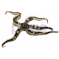 Black Brittle Sea Star