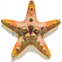 Chocolate Chip Sea Star