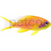 Female Orange Lyretail Anthias - Asia