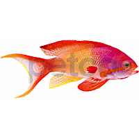 Male Red Yellow Breasted Lyretail Anthias