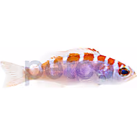 Chalk Basslet