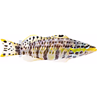 Harlequin Basslet