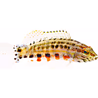 Lantern Basslet