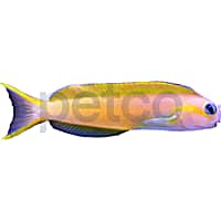 Midas Blenny