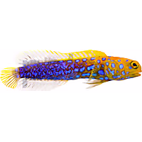 Blue Dot Jawfish