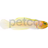 Yellowhead Jawfish