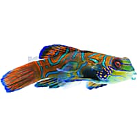 Saltwater fish pet stores near shop me