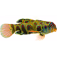 Spotted Mandarin Goby