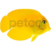 Mimic Lemon Tang