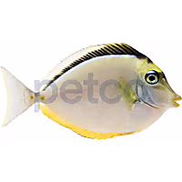 Naso Tang
