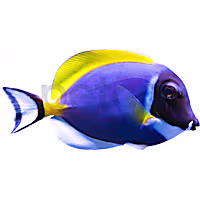 Powder Blue Tang