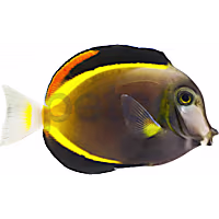 Powder Brown Tang