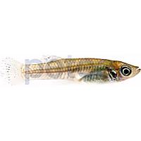 Mosquito Fish