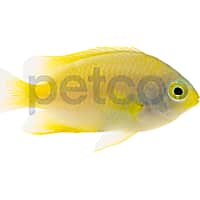 Aquacultured Lemon Drop Damsel