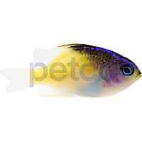 Aquacultured Black Cap Damsel