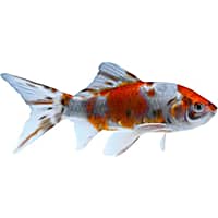 Comet goldfish petco 2025