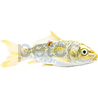 Doitsu Koi