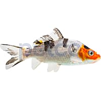 Domestic Koi