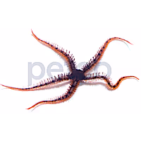 Red Brittle Star