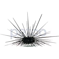 Black Longspine Urchin