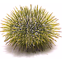 Pincushion Urchin