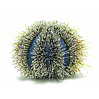 Blue Tuxedo Pincusion Urchin