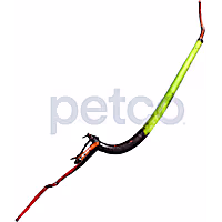 Mangrove Seed Pod