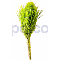 Shaving Brush Plant
