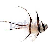Aquacultured Banggai Cardinal