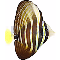 Sailfin Tang