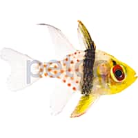 Aquacultured Spotted Pajama Cardinal