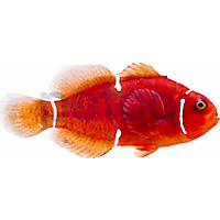 Aquacultured Maroon Clownfish