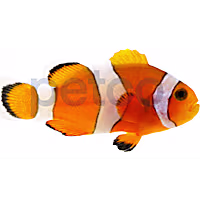 Aquacultured Ocellaris Clownfish