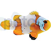 Saltwater Fish for Sale Petco