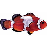 Aquacultured Black Ice Clownfish