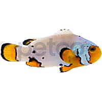 Aquacultured Frostbite Clownfish
