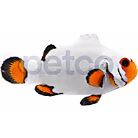 Aquacultured Wyoming White Clownfish