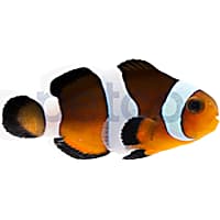 Aquacultured Black Photon Hybrid Clownfish