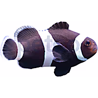 Aquacultured Darwin Clownfish
