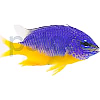 Aquacultured Azure Damsel
