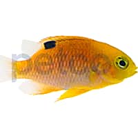 Aquacultured Talbot's Damsel