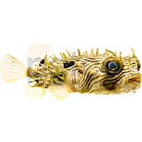 Puffer fish discount petco