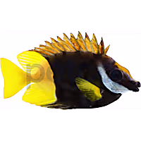 Bicolor Foxface