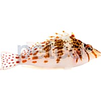 Falco Hawkfish