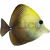 Scopas Tang