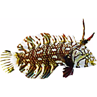 Dragon Wrasse
