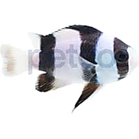 Tuxedo Damsel