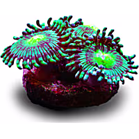 Aquacultured Ultra Caribbean Zoa Frag